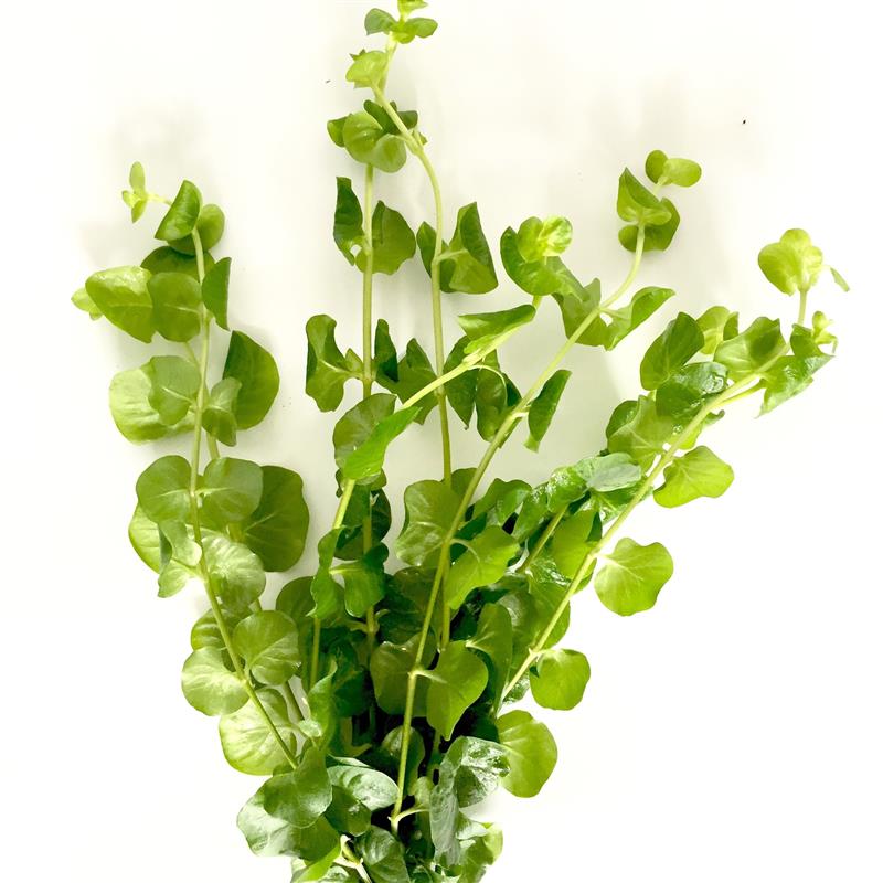 Lysimachia nummularia bundel